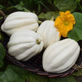 Mashed Potato Squash Seeds - 10 Pack - Exotic White Gourmet Quality - Cucurbita maxima