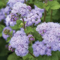 Blue Planet Flossflower Seeds - 50 Pack, Ageratum houstonianum, Blue Flower Seeds for Planting