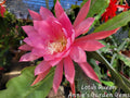 Epiphyllum Cuttings - 8 to 10 Inches - Lotus Queen - Unrooted - Exotic Cactus Plant