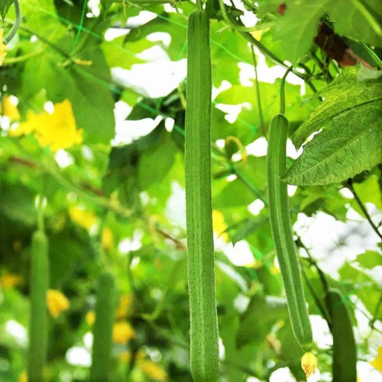 Emerald Smooth Luffa Gourd Seeds - Smooth Long Hybrid Sponge - Ideal for 2025 Planting - Luffa aegyptiaca