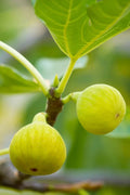 Desert King Fig Cuttings - 2 Pack - Rooting Cuttings with Willow Water - Ficus carica