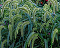 Setaria Faberinodding Bristle-Grass Seeds - 500+ Premium Seeds for Garden or Lawn - Fast-Growing Grass Variety