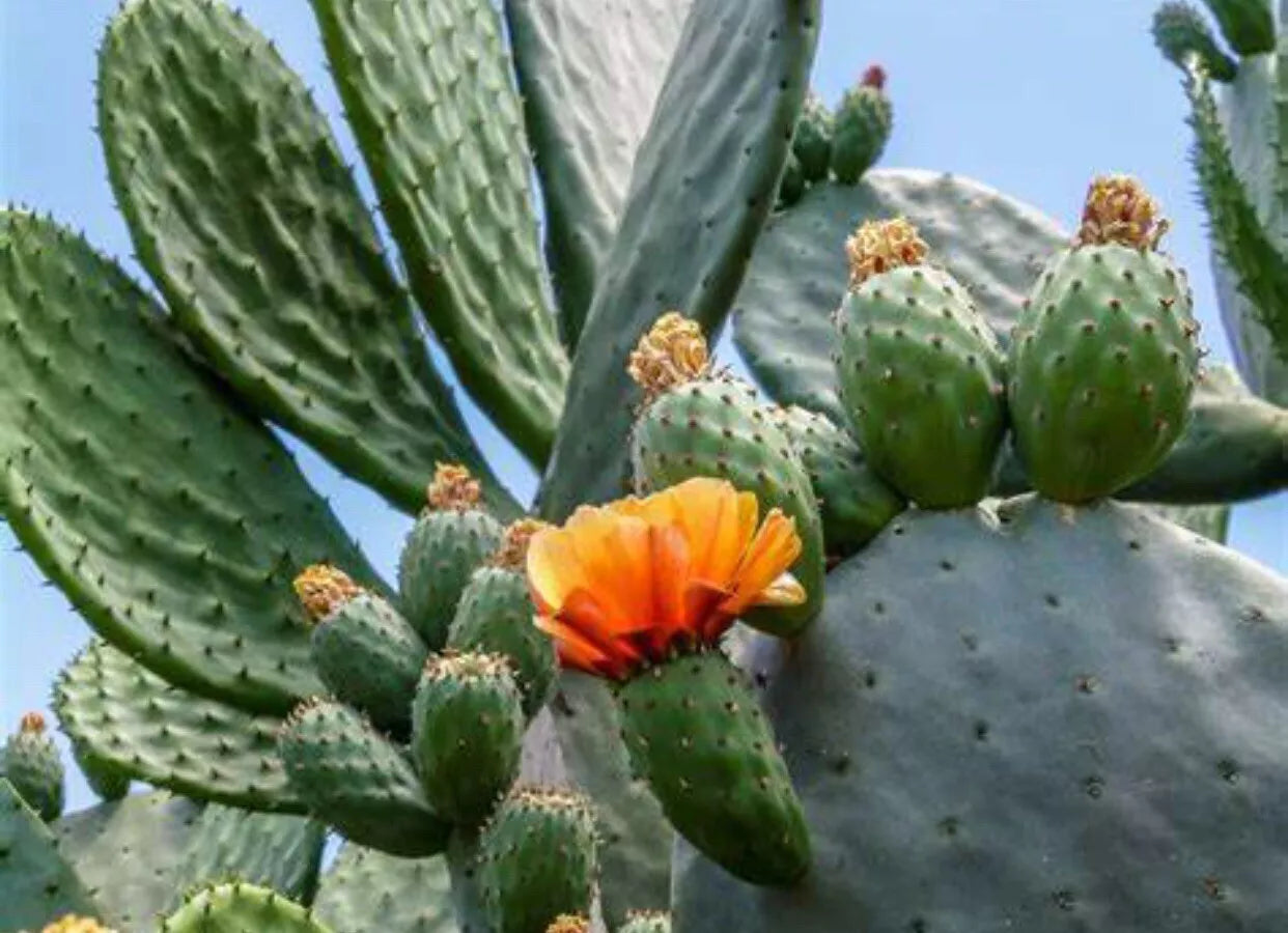 Spineless Prickly Pear Cactus, 5 Medium Size Pads, Opuntia Cacanapa 'Ellisiana' - Drought Tolerant Desert Plant