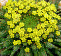 Euphorbia Flanaganii 'Caput-Medusae' Cutting - 5" Rare Succulent Plant - Unique Blooming Feature