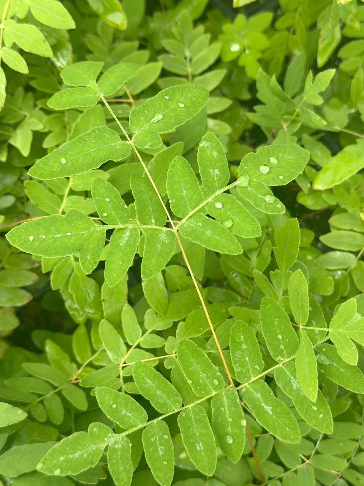 Bare-root Royal Fern | Osmunda regalis var. spectabilis | Tall Deciduous Fern with Fertile Fronds and Rusty Spores