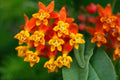 Tropical Milkweed Seeds - 250 Count - Food & Host Plant for Monarch Butterflies - Asclepias curassavica