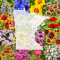 Wildflower Seed Mix 1 Pound Bulk Minnesota Variety Covers 2,000 sq ft (Native Wildflowers)
