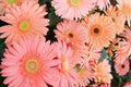 Light Pink Gerbera Daisy Seeds - 200+ Pack for Garden Planting - Gerbera jamesonii - USA