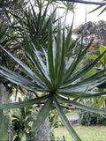 Dracaena Marginata Cuttings - Madagascar Dragon Tree - Hawaii Grown - Money Tree