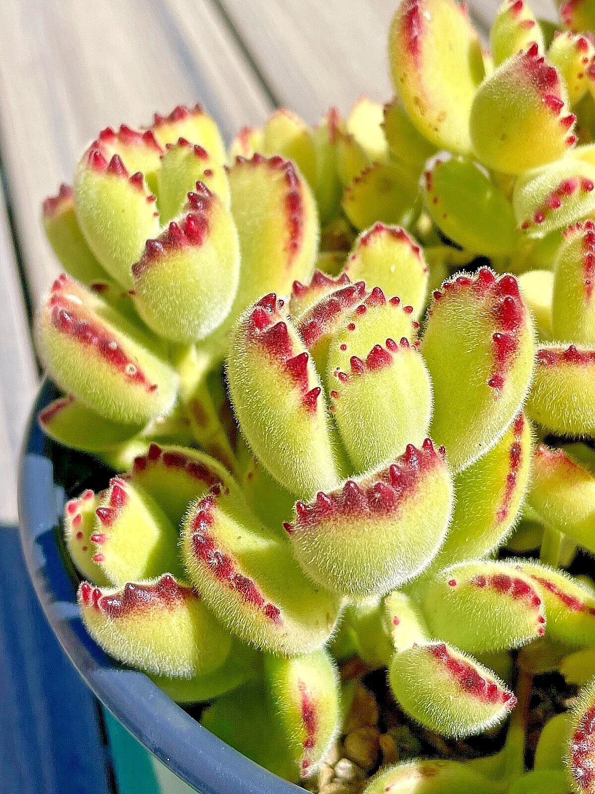 Rare Cotyledon Variegated Bears Paw Succulent Cutting 2-Inch - Live Unrooted Plant for Propagation (Cotyledon tomentosa)
