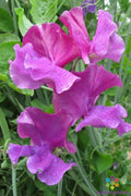 Sweet Pea Seeds - 50+ Ian Myers Variety - Lathyrus odoratus - USA Grown, Ideal for Garden Planting