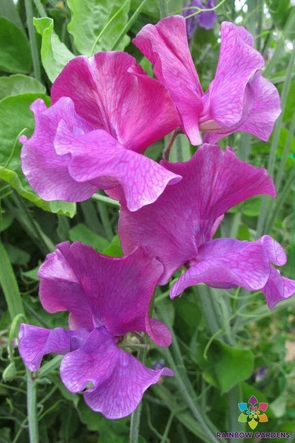 Sweet Pea Seeds - 50+ Ian Myers Variety - Lathyrus odoratus - USA Grown, Ideal for Garden Planting