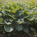 Giant Hosta Plant - Powder Blue - Fast-Growing, Gorgeous Foliage - Hosta 'Powder Blue'