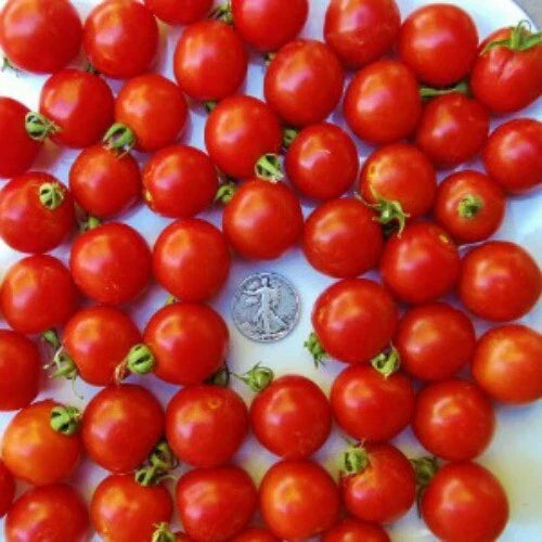 Tommy Toe Cherry Seeds - 25 Seeds - Award Winning Variety - Solanum lycopersicum - Buy 3 Varieties, 20% Off