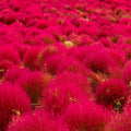 Red Globe Burning Bush Seeds - Kochia Scoparia, Summer Cypress for 2025 Planting