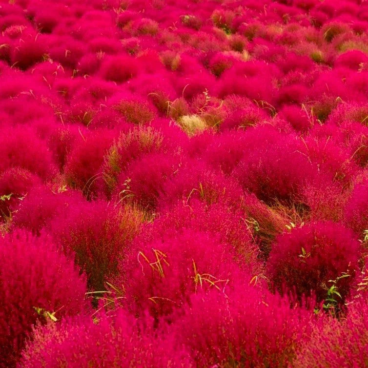 Red Globe Burning Bush Seeds - Kochia Scoparia, Summer Cypress for 2025 Planting