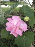 Double Pink Confederate Rose Seeds - 100+ Fresh Seeds - Hibiscus mutabilis - Hardy Perennial Flowering Plant