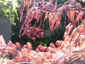 Japanese Maple Cuttings 4+4 Weeping Tree Garnet for Rooting and Grafting (Acer palmatum 'Garnet')