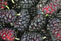 Organic Black Mulberry Cuttings - 12 Thin Cuttings, Non-GMO, Morus nigra