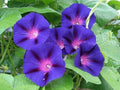 Grandpa Ott Morning Glory Seeds - Fresh Flower Seeds (Ipomoea purpurea) - Vibrant Purple Climbing Vines