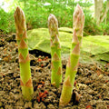 Asparagus Seeds - 120+ Heirloom Mary Washington Variety - Easy to Grow Summer Vegetable Garden