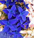 Coleus Seeds - 25+ Blue Variety - Ideal for Garden Planting - Coleus blumei