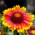 Arizona Sun Rudbeckia Seeds - 200+ Pack - Bright Yellow Flowers - Rudbeckia hirta - USA Grown, Free Shipping
