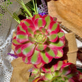 Rare Succulent Plant 3.5-4" Aeonium 'Pink Witch' Bare Root Gift - Unique Indoor Decor