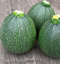 Round Zucchini Seeds - 100 Count - Summer Squash - Cucurbita pepo Vegetable Seeds for Home Gardening