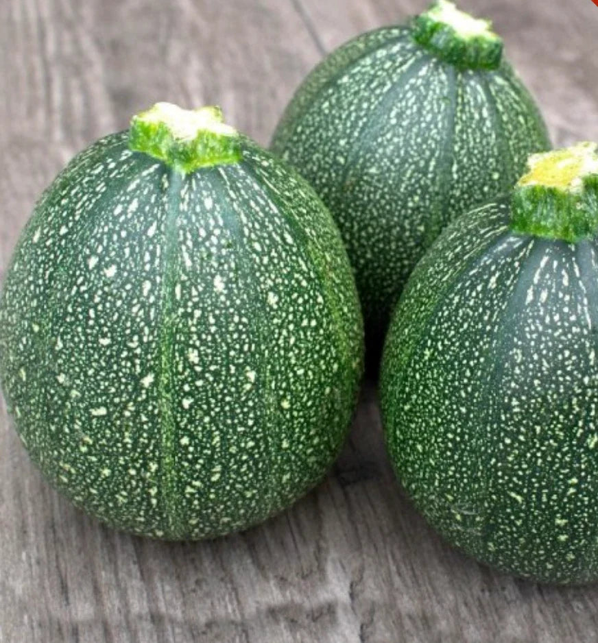 Round Zucchini Seeds - 100 Count - Summer Squash - Cucurbita pepo Vegetable Seeds for Home Gardening