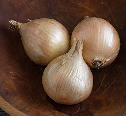 Ailsa Craig Onion Seeds - 500+ Count - Heirloom Garden Seeds - Allium cepa - USA