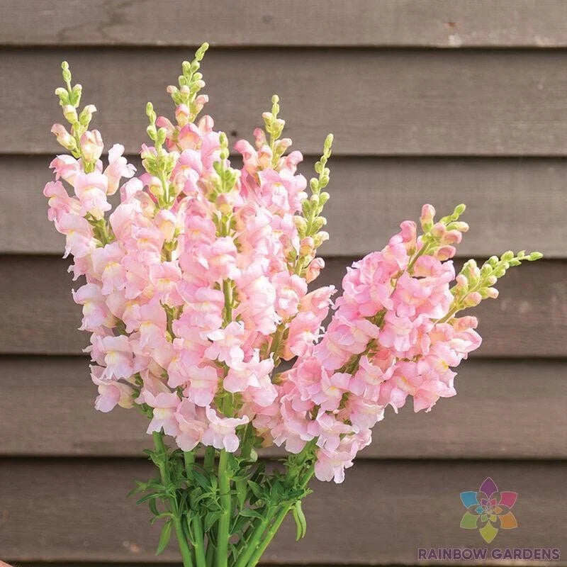 Snapdragon Seeds - 1000+ Costa Light Rose II - Antirrhinum majus - Garden Flower Seeds - USA - Free Shipping