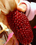 Strawberry Ruby Corn Seeds - 1000+ Heirloom Organic Sweet Popcorn - Rare Variety
