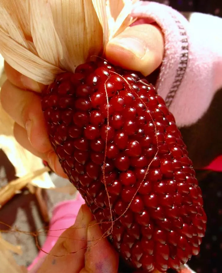 Strawberry Ruby Corn Seeds - 1000+ Heirloom Organic Sweet Popcorn - Rare Variety