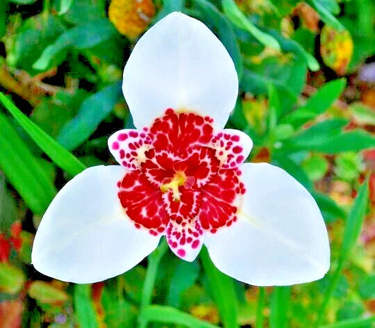 Tigridia Bulbs 5-Pack Purple Tiger Flower Tigridia pavonia Lilacea Mexican Shellflower Perennial Plant