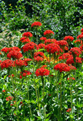 Maltese Cross Seeds - 800 Seeds Red Lychnis Chalcedonica - Buy 15 for Free Shipping - GroCo USA