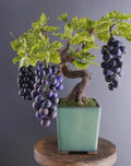 Grape Bonsai Tree Seeds - 50+ Seeds for Planting - Vitis vinifera - Miniature Bonsai Gardening