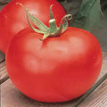 Big Boy Tomato Seeds (F1 Hybrid) | Non-GMO Heirloom Variety | Burpee | Perfect for Home Gardening