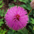 50 Sleeping Grass Seeds - USA Grown, Ideal for Lawn, Ground Cover - Chloris spp.