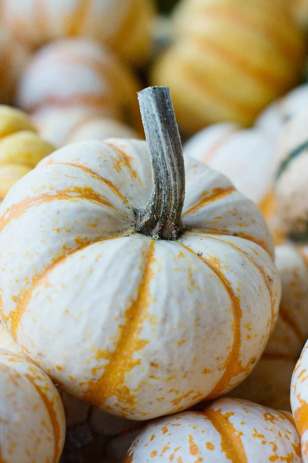 Dwarf Tiger Striped Gourd Seeds - 10 Unique Rare Vegetable Seeds - Cucurbita pepo