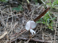 Scurf Hoarypea Seeds | 15+ Seeds | Ground Cover | Tephrosia chrysophylla | Florida Native Plant
