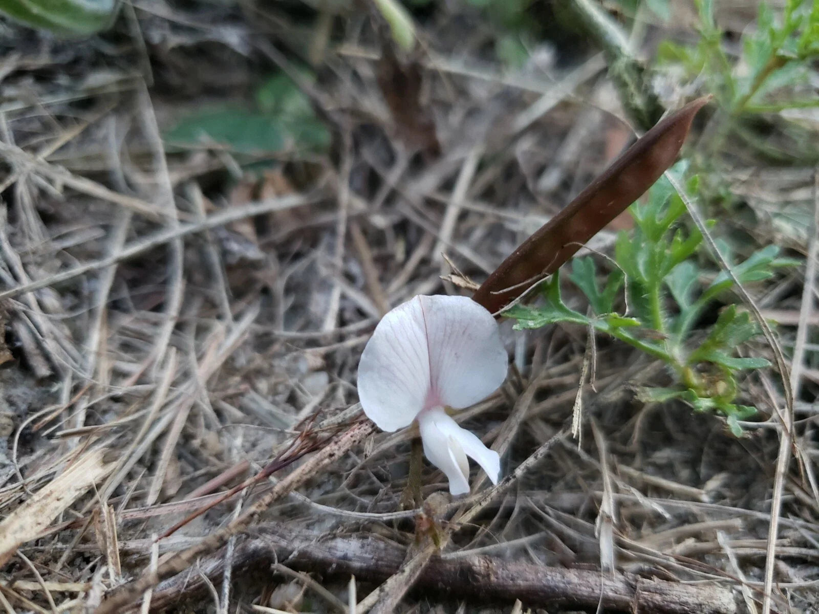 Scurf Hoarypea Seeds | 15+ Seeds | Ground Cover | Tephrosia chrysophylla | Florida Native Plant