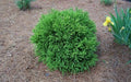 Cryptomeria 'Globosa Nana' Plant - Dwarf Japanese Cedar - Low Maintenance Evergreen Shrub - Ideal for Landscapes