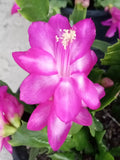 Thanksgiving Holiday Cactus 5 Pack Magenta Schlumbergera Zygocactus Ready to Plant