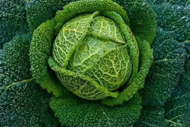 Savoy Perfection Cabbage Seeds - 100+ Heirloom NON-GMO - Fresh Brassica oleracea