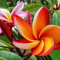 Orange Plumeria Seeds - 5 Perennial Hawaiian Flower Seeds - Frangipani - Tropical Garden Plants