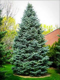 Christmas Day Spruce Seeds - 20 Pack, Blue Needle Variety, Picea meyeri - Perfect for Holiday Decor