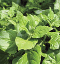 New Zealand Spinach Seeds - Bulk Tetragonia, Drought & Heat Tolerant, Open Pollinated (OP)