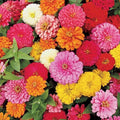 Zinnia Flower Seeds - Pumila Mix - Dahlia Bouquet Heirloom - Zinnia elegans - Bulk Seed Pack