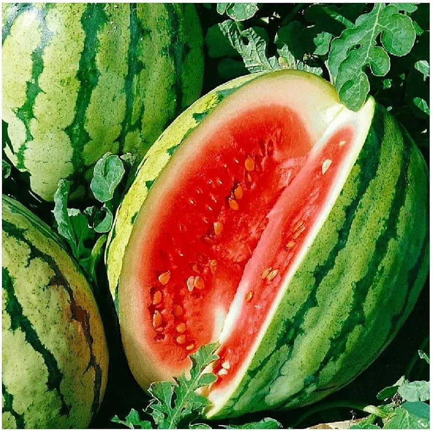 Dixie Queen Watermelon Seeds - 50+ Pack for Garden Planting - Citrullus lanatus - USA
